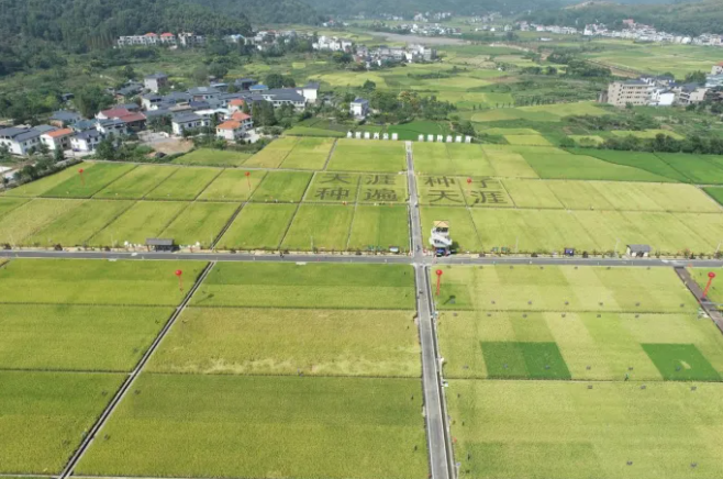 智慧種業(yè)案例 | 湘東：雜交水稻制種之鄉(xiāng)，數(shù)字技術(shù)成為制種新神器！